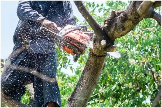 tree services Azle